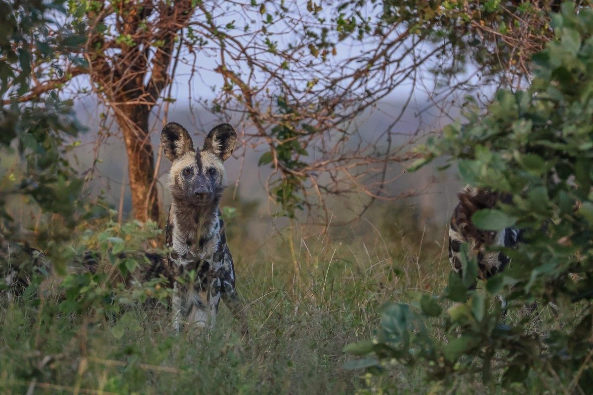 Sabi Sabi Ruan Mey Wild Dogs Pack Moving Together