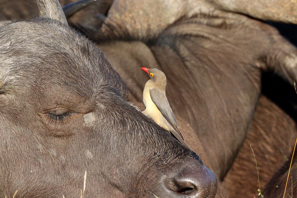 Oxpecker perched on a buffalo feeding on ticks and parasites