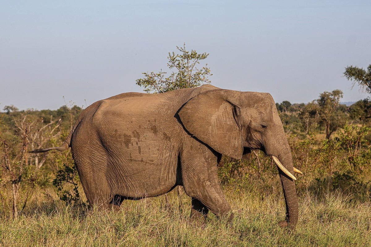 Elephant matriarch guiding her herd across the plains toward a waterhole at sunset