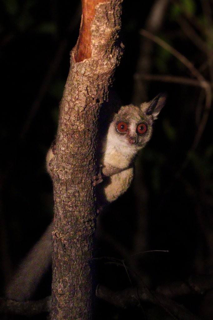 Lesser bushbaby perched in a tree at night with reflective eyes.
