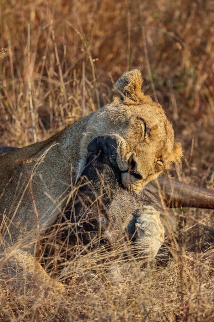 Southern Pride lionesses hunting a blue wildebeest