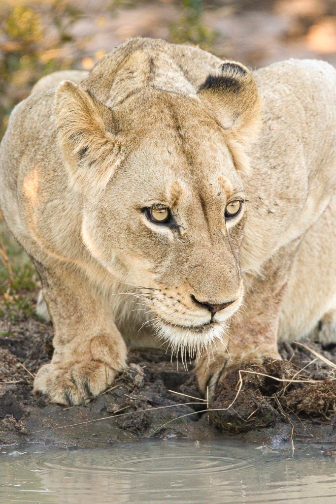 Sabi Sabi Jana Du Plessis Msuthlu Pride Lionesses Walking To Waterhole After Kill