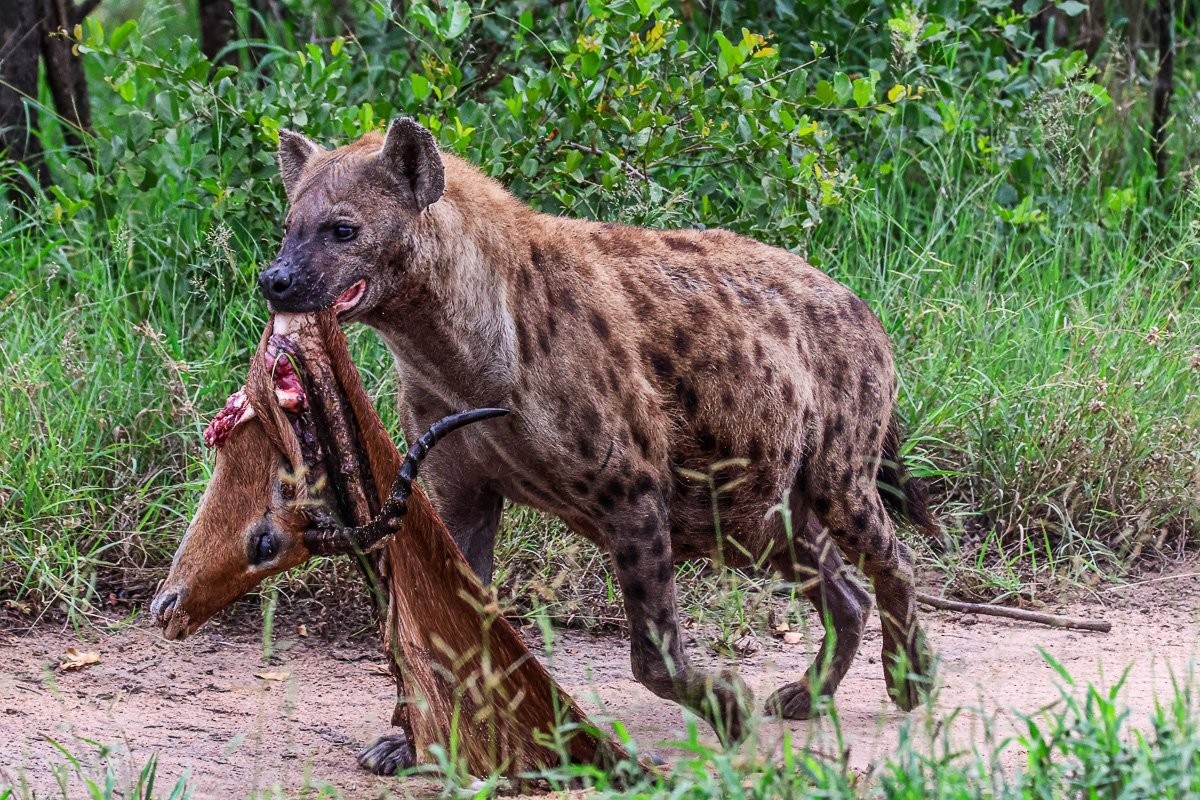 Spotted hyena walking with a fresh carcass.