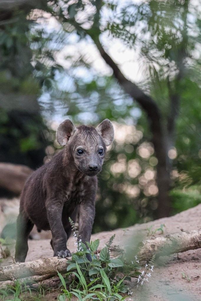 Spotted hyena pup standing alert in the African bush.