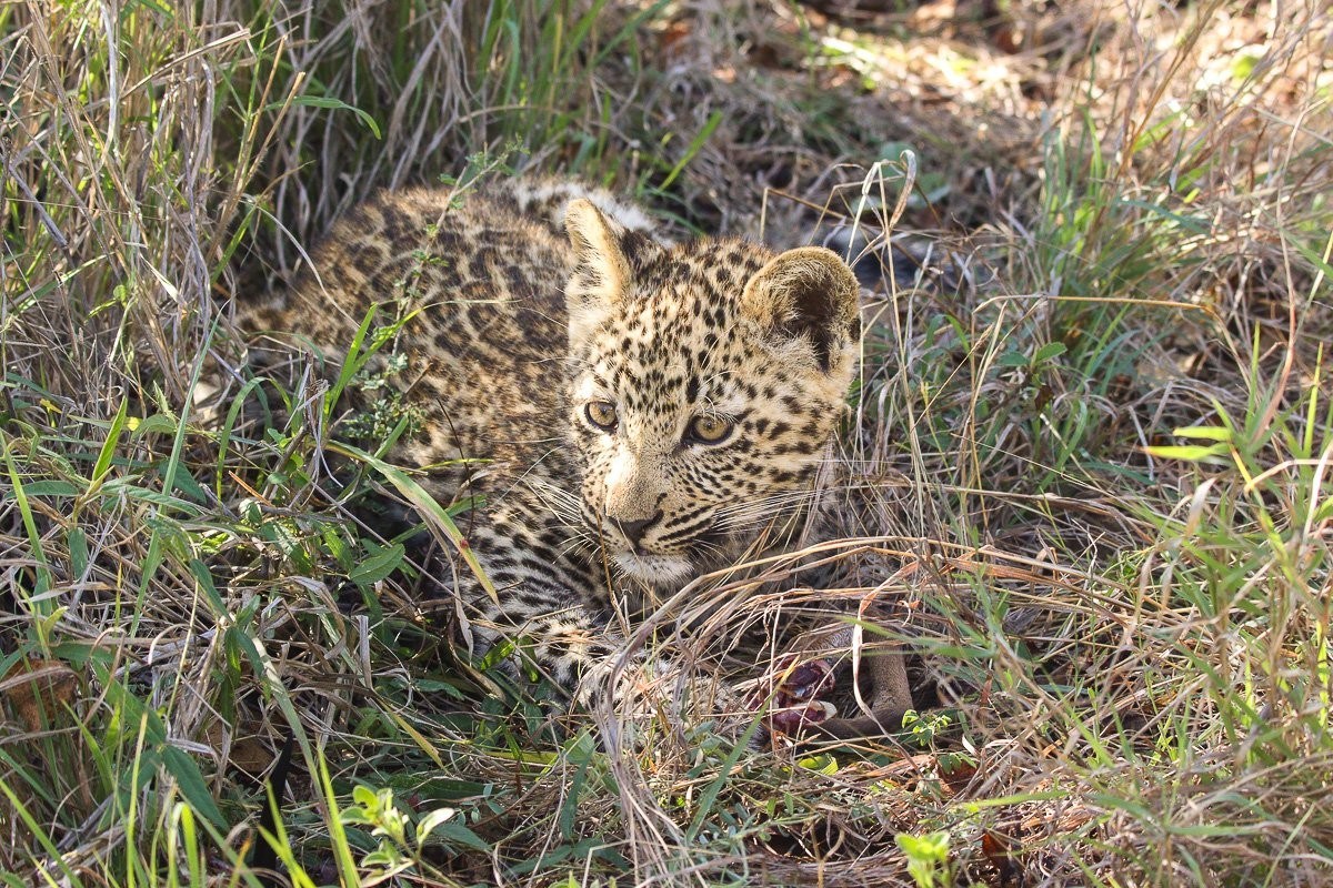 Kurhula leopardess resting beside her young cub 