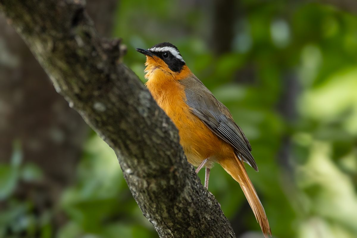 A White-browed Robin-chat sings and whistles during an early morning
