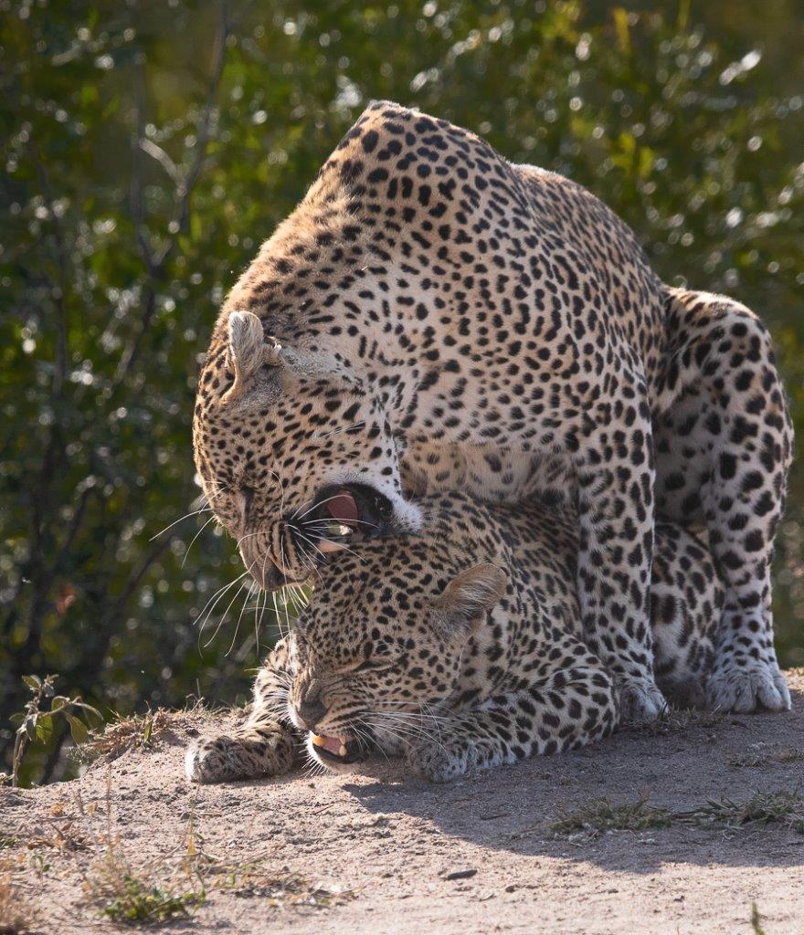 A Week in the Bush Vol. 466 |Sabi Sabi