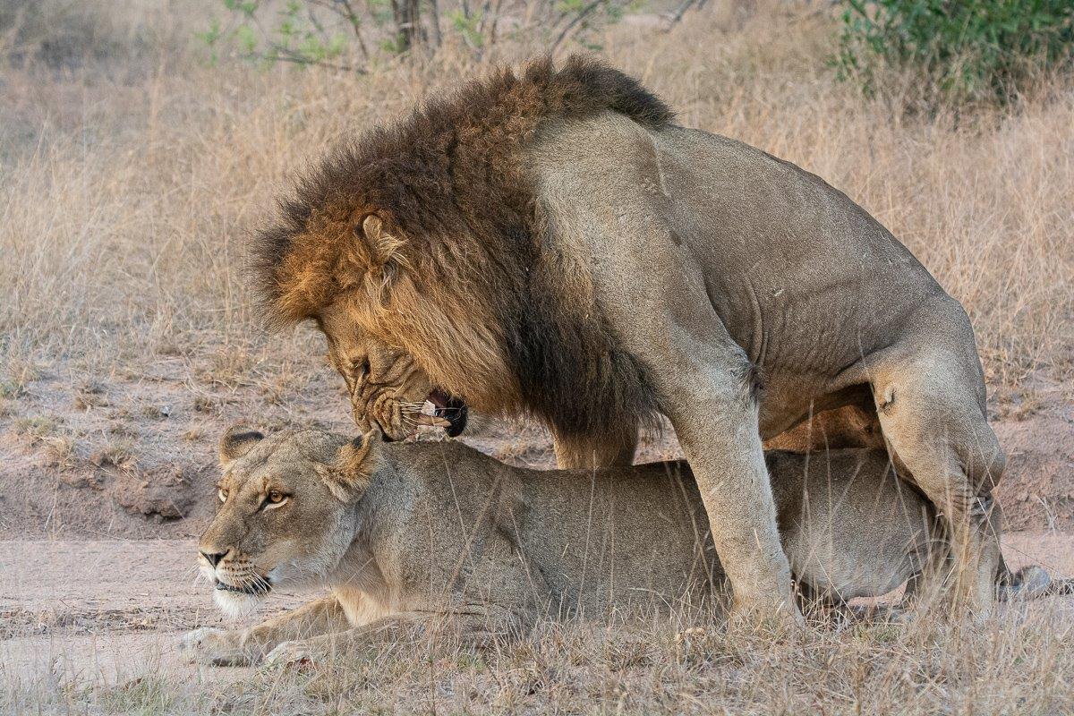 Talamati Gijima Mating Ronald Mutero Talamati Gijima Mating Ronald Mutero