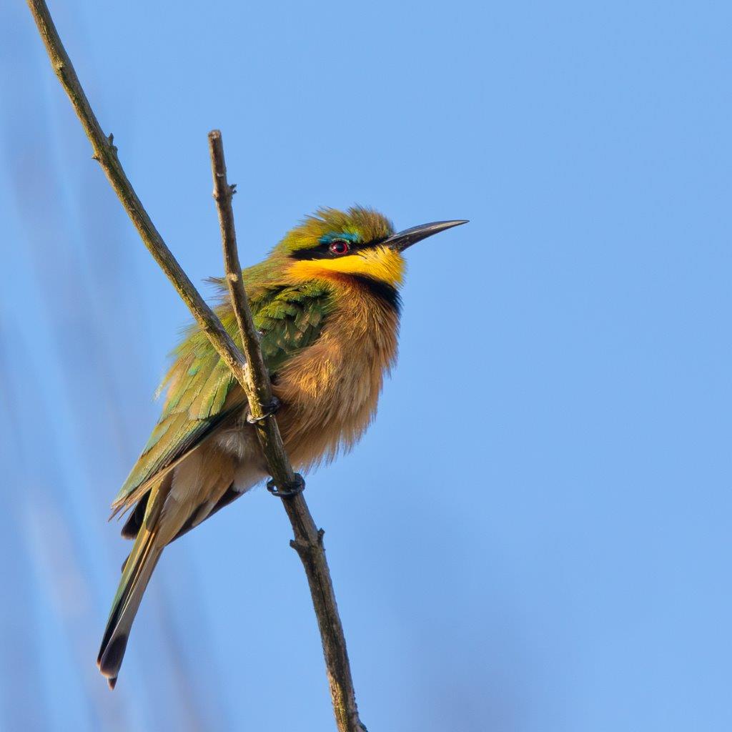 The Little Bee-eater perches on a tiny branch. 