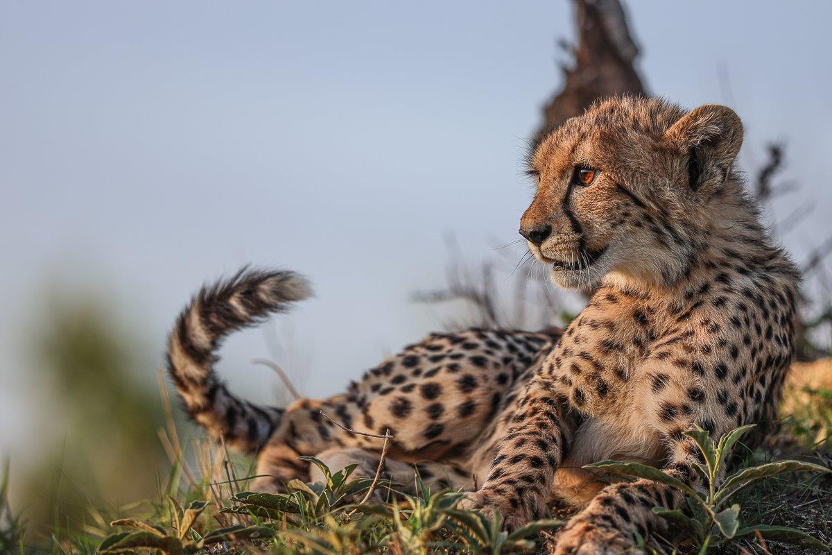 A sub-adult cheetah scans its environment. A sub-adult cheetah scans its environment.