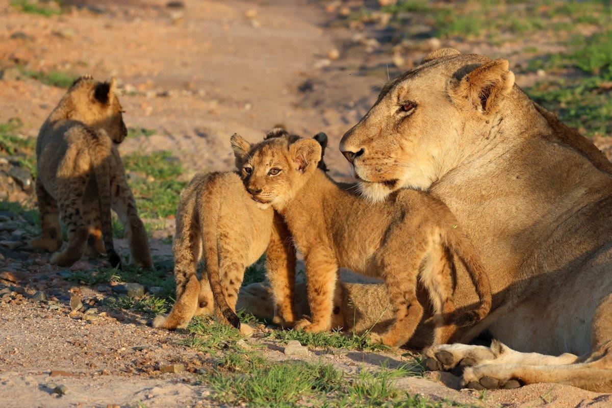 Sabi Sabi Jan Nel Styx Pride Cubs Sabi Sabi Jan Nel Styx Pride Cubs