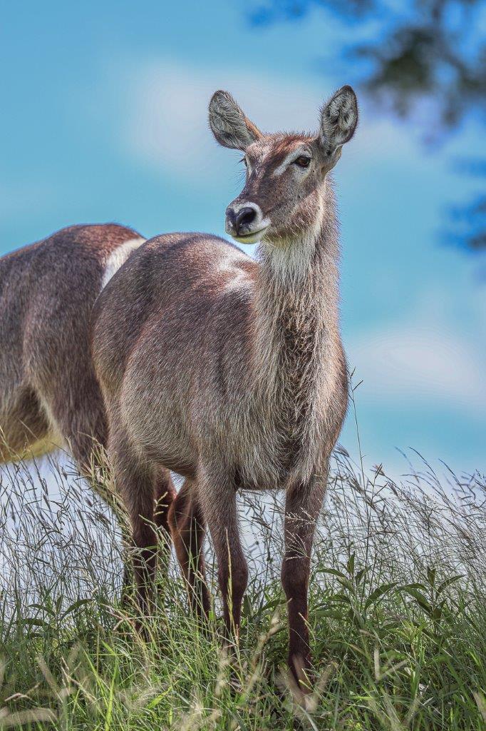 Sabi Sabi Ruan Mey Waterbuck Sabi Sabi Ruan Mey Waterbuck