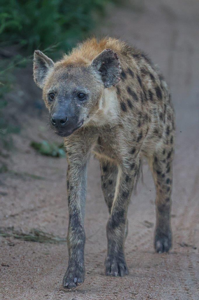 Sabi Sabi Ruan Mey Hyena
