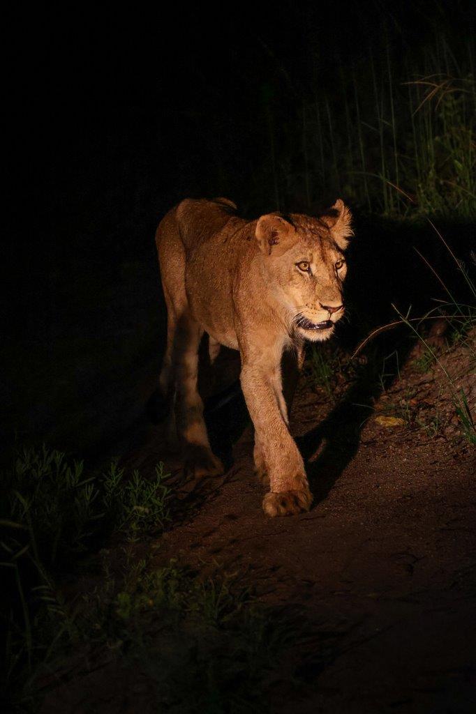 Sabi Sabi Ruan Mey Southern Pride At Night