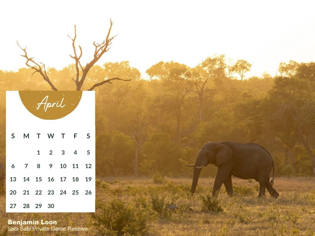 Sabi Sabi April Desktop Calendar 2025 1 1