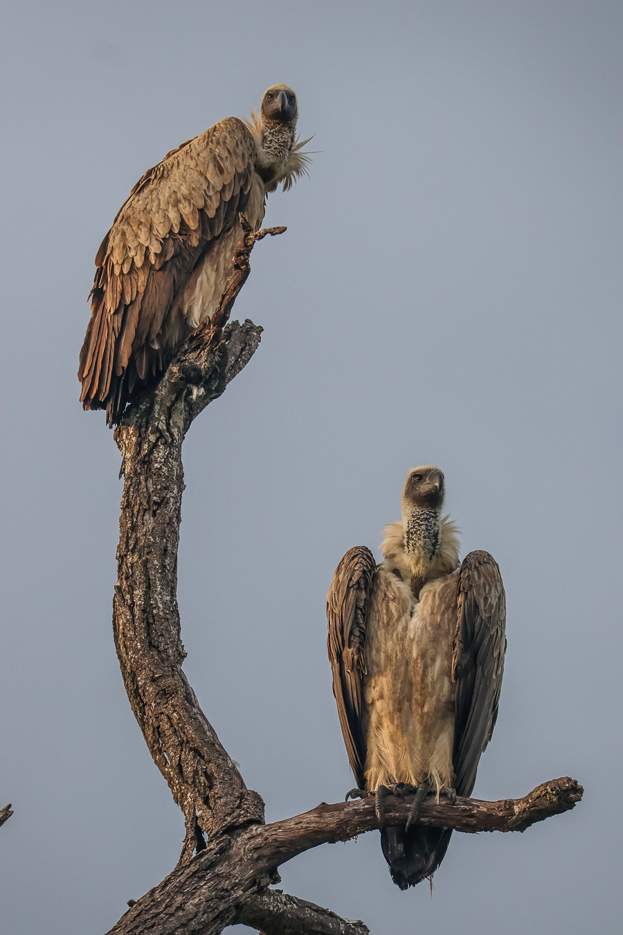 Two Cape vultures perching on a tree. Two Cape vultures perching on a tree.
