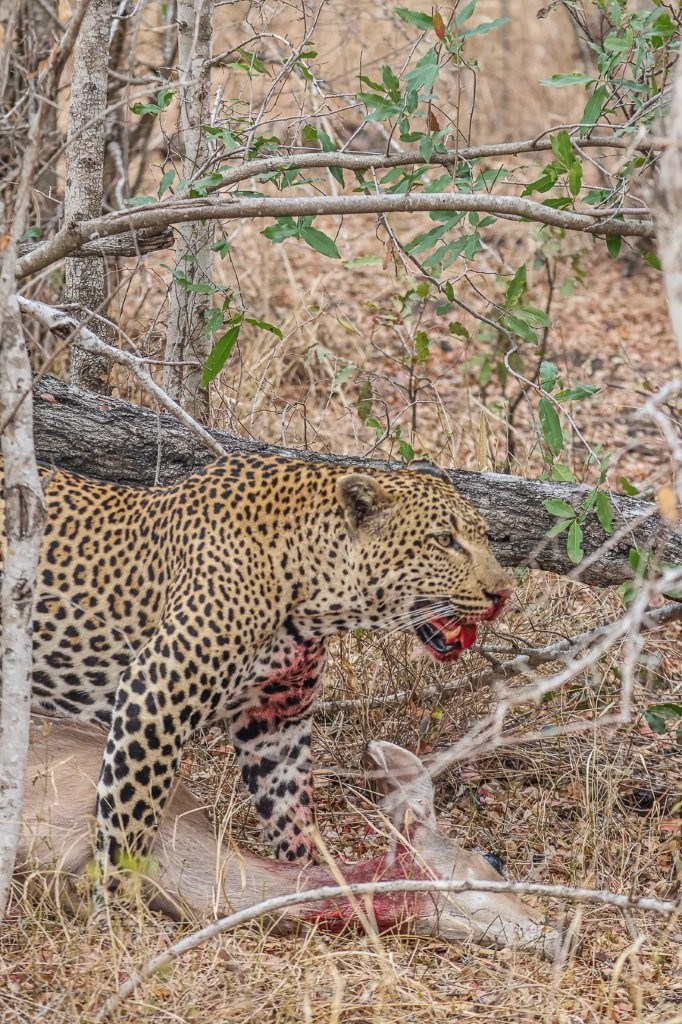 Khulwana feasts on a fresh kill. Khulwana feasts on a fresh kill.