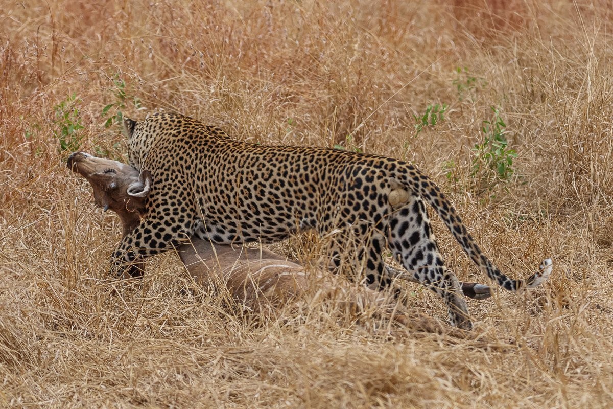 A male leopard drags a recent kill. A male leopard drags a recent kill.