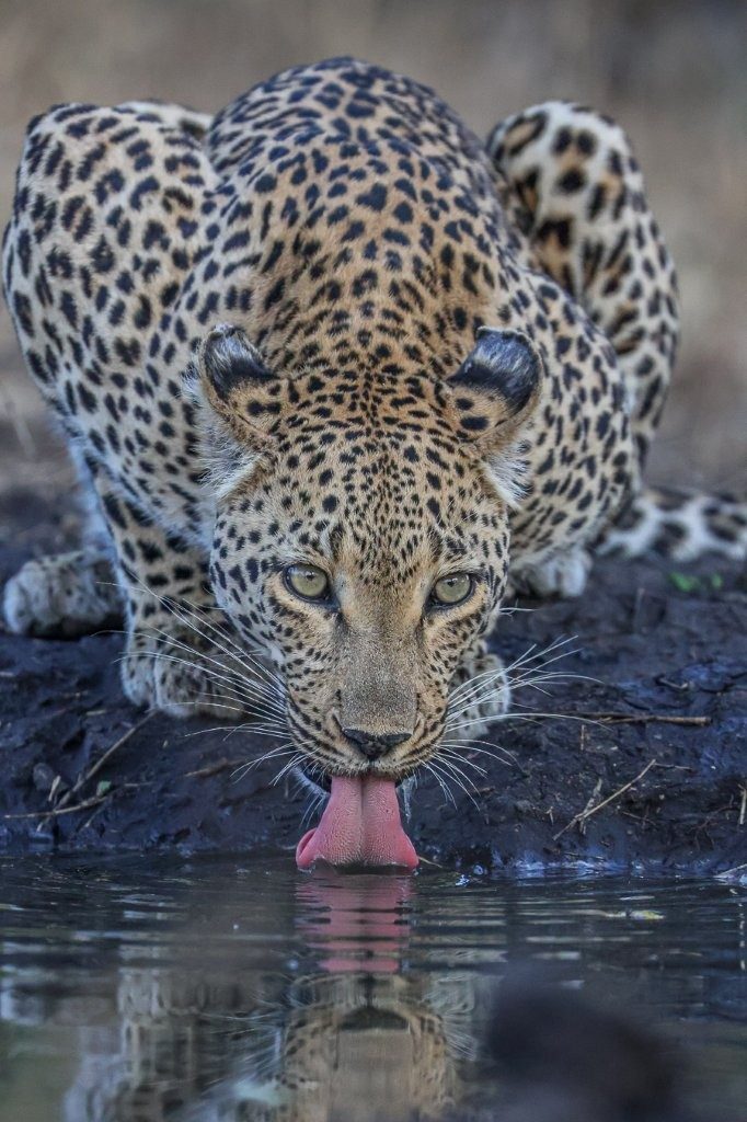 Sabi Sabi Ruan Mey Nstumi Drinks Sabi Sabi Ruan Mey Nstumi Drinks