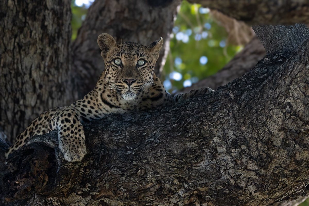 Sabi Sabi Ronald Mutero Leopard In Tree Vantage Point