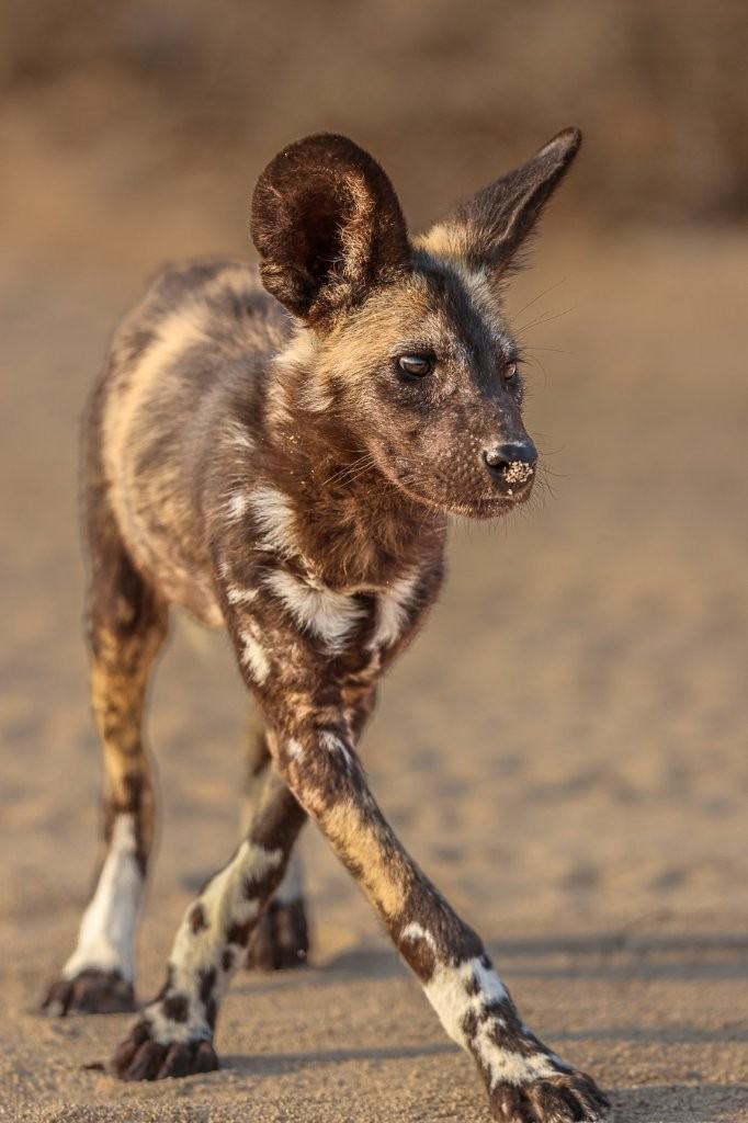 Despite progress, wild dogs remain endangered.