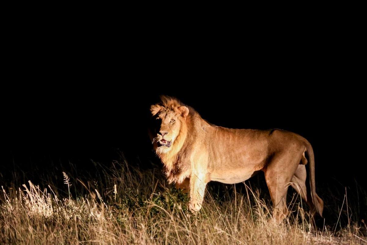 Male lion moving through the bush at night under low light conditions