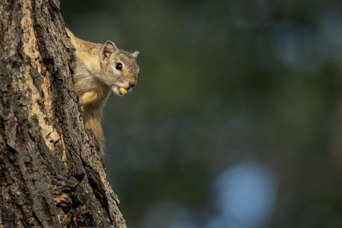 Squirrel sitting on branch while eating a berry.