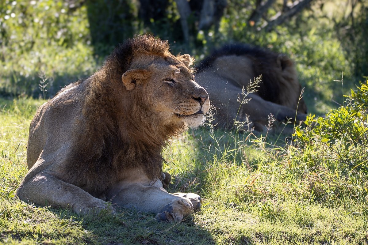 Sabi Sabi Ronald Mutero Nwaswishaka Male Lions Resting
