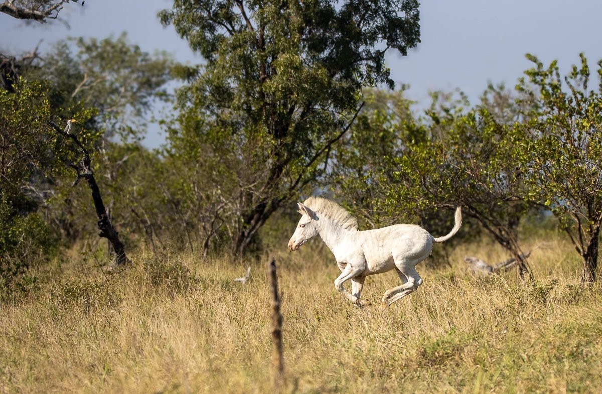 Portrait of a rare leucistic zebra foal in the African bushveld