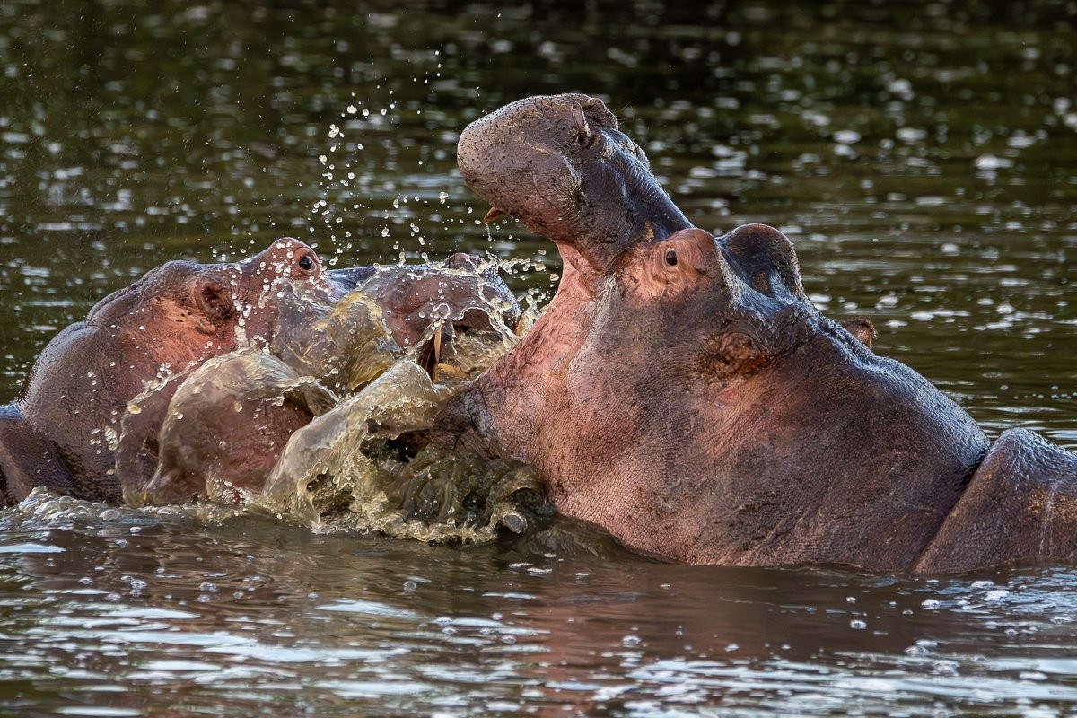 Several hippos resting together in their aquatic sanctuary.
