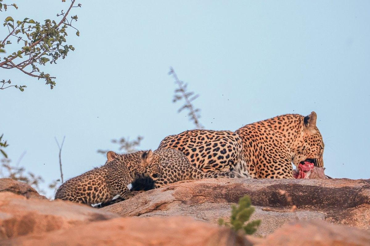 Sabi Sabi Ruan Mey Golonyi Leopard Den Rocky Habitat
