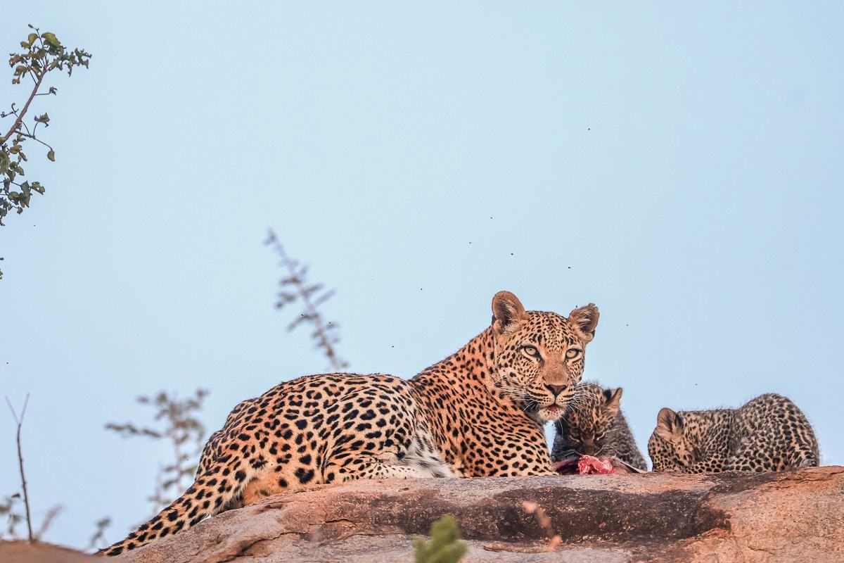 Sabi Sabi Ruan Mey Golonyi Leopard Resting After Hunt
