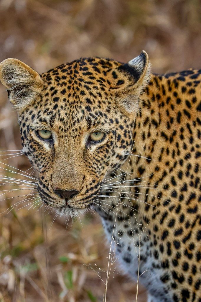 Kurhula female leopard on her way to carry impala skin into a tree to protect it from scavenging hyenas.