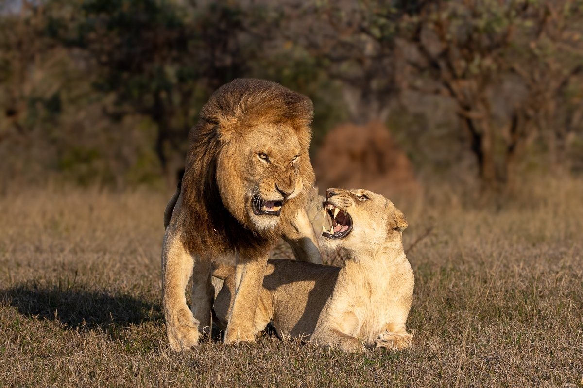 Sabi Sabi Ronald Mutero Nwaswishaka Male Lions With Msuthlu Pride