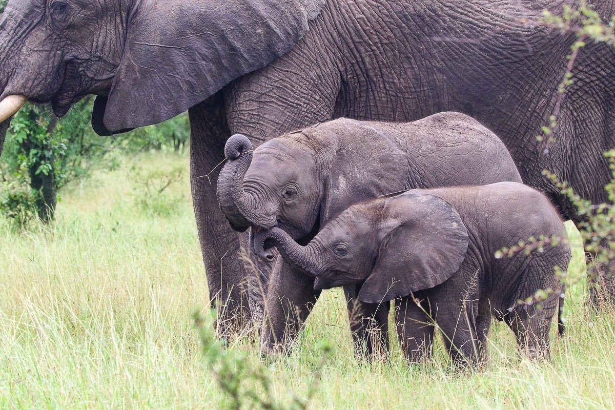 Two elephant calves playing together within their breeding herd 