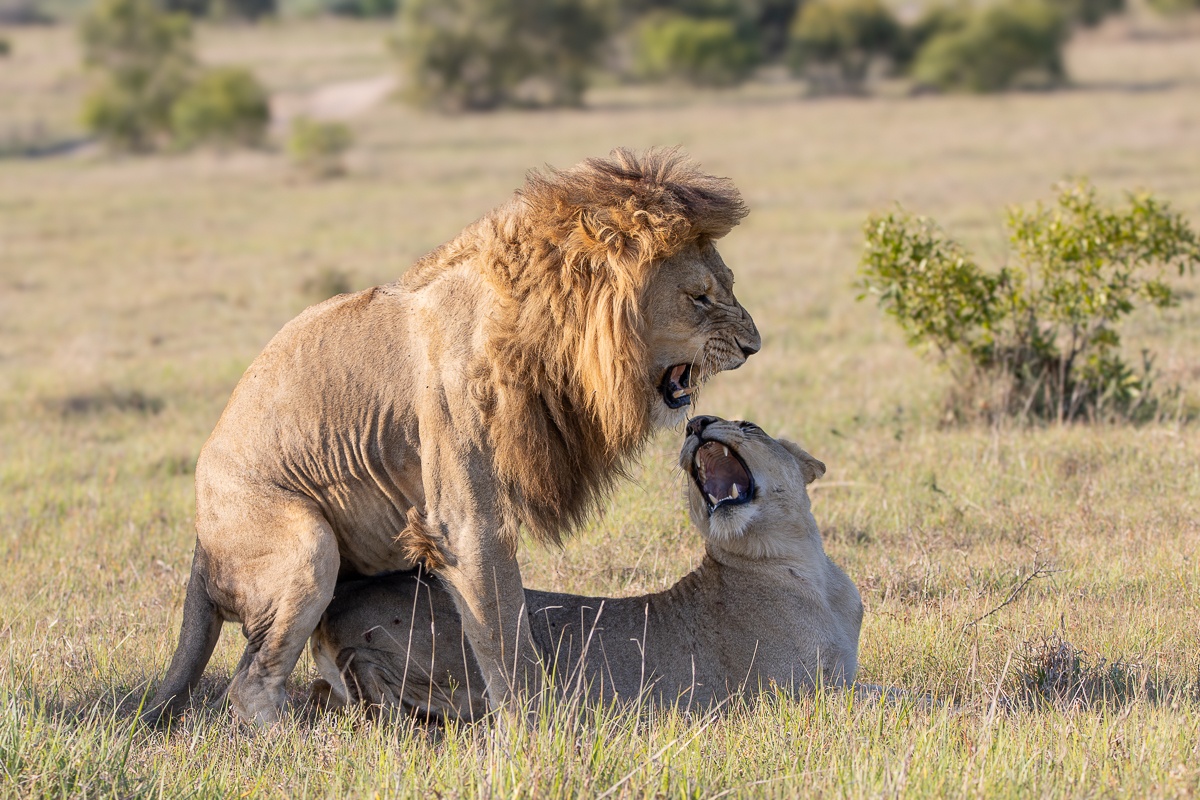 A N’waswishaka lion and the Msuthlu Pride lioness bond in the mating act