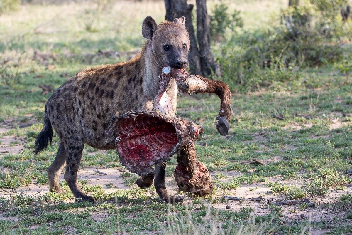 A spotted hyena trials along with the remains of a buffalo carcass