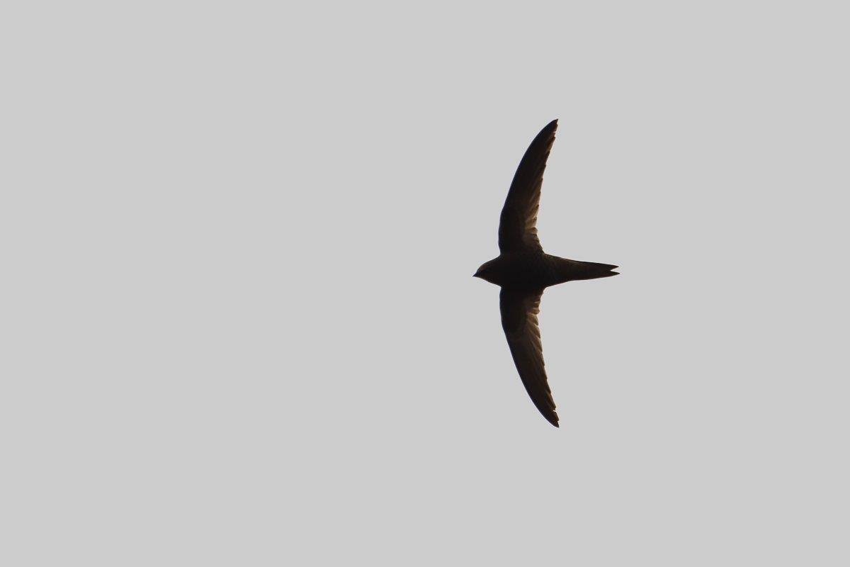 A Common Swift has narrow, sharp-ended wings to allows for long flights and extreme manoeuvrability at high speed. A Common Swift has narrow, sharp-ended wings to allows for long flights and extreme manoeuvrability at high speed.