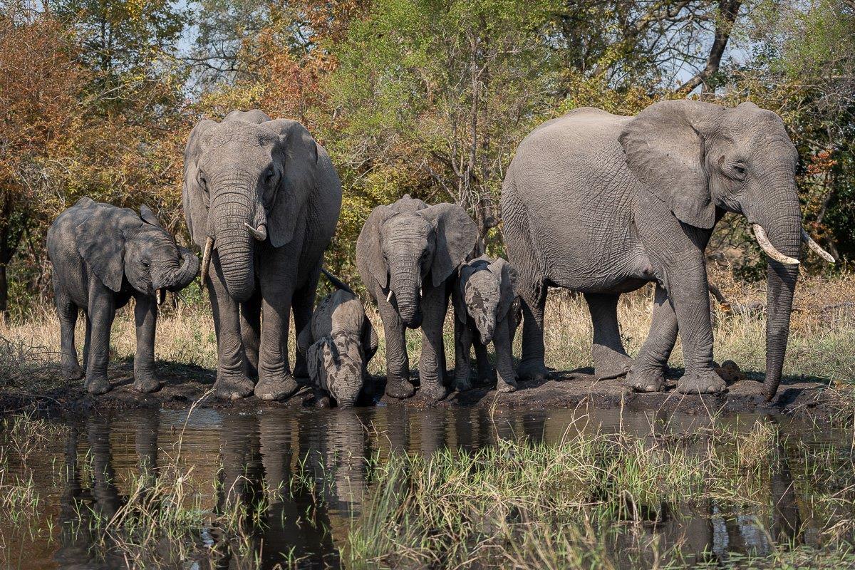 A herd of elephants stopped to drink from a waterhole.