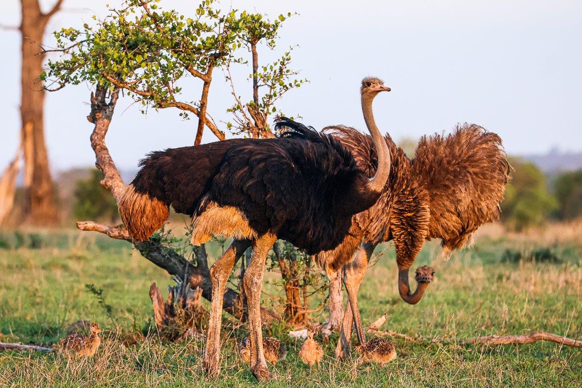 Guests at Sabi Sabi were pleasantly delighted to see two ostriches and their 10 chicks!