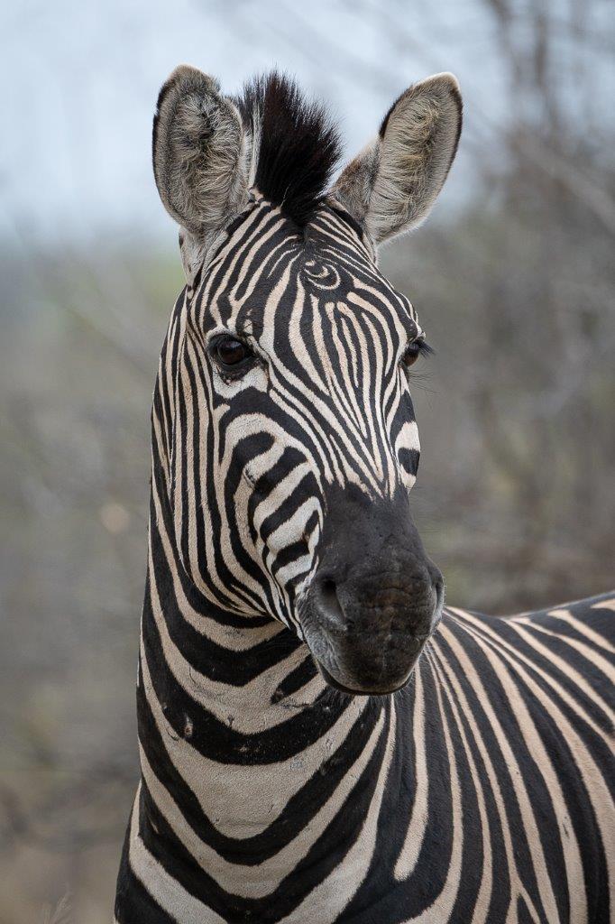 A zebra stallion with an almost perfect crescent on his forehead. A zebra stallion with an almost perfect crescent on his forehead.