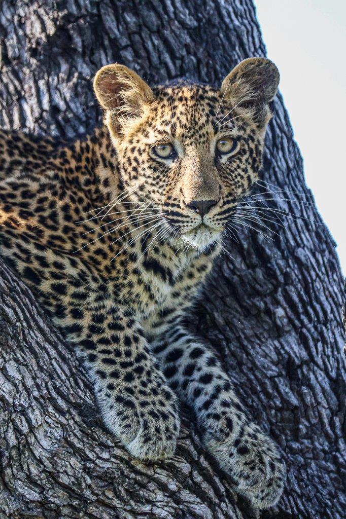 Ruan Mey Ntsumi Leopard Cubs