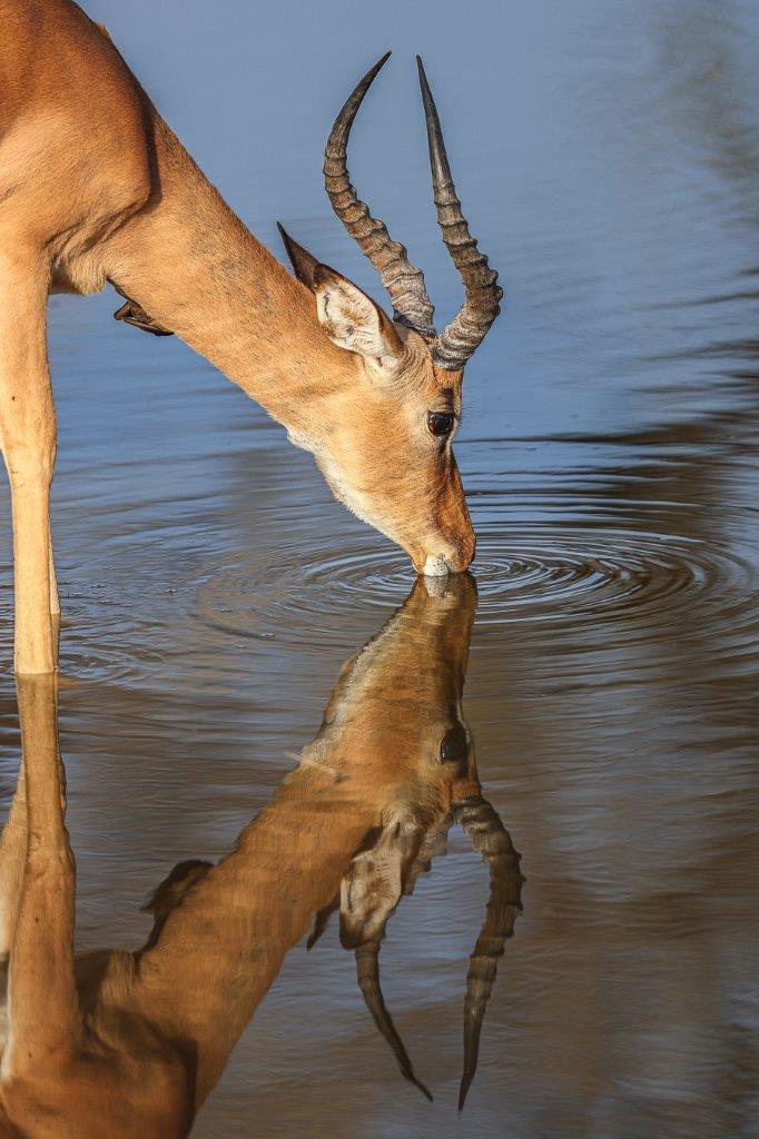 An impala cautiously drinking water, its head raised and alert for potential threats, demonstrating the ever-present danger in the African bush. An impala cautiously drinking water, its head raised and alert for potential threats, demonstrating the ever-present danger in the African bush.