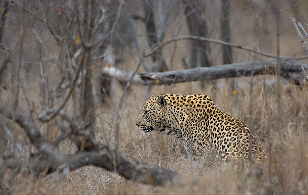 A leopard appears on the road, moving gracefully through dappled light, showcasing its golden coat. A leopard appears on the road, moving gracefully through dappled light, showcasing its golden coat.