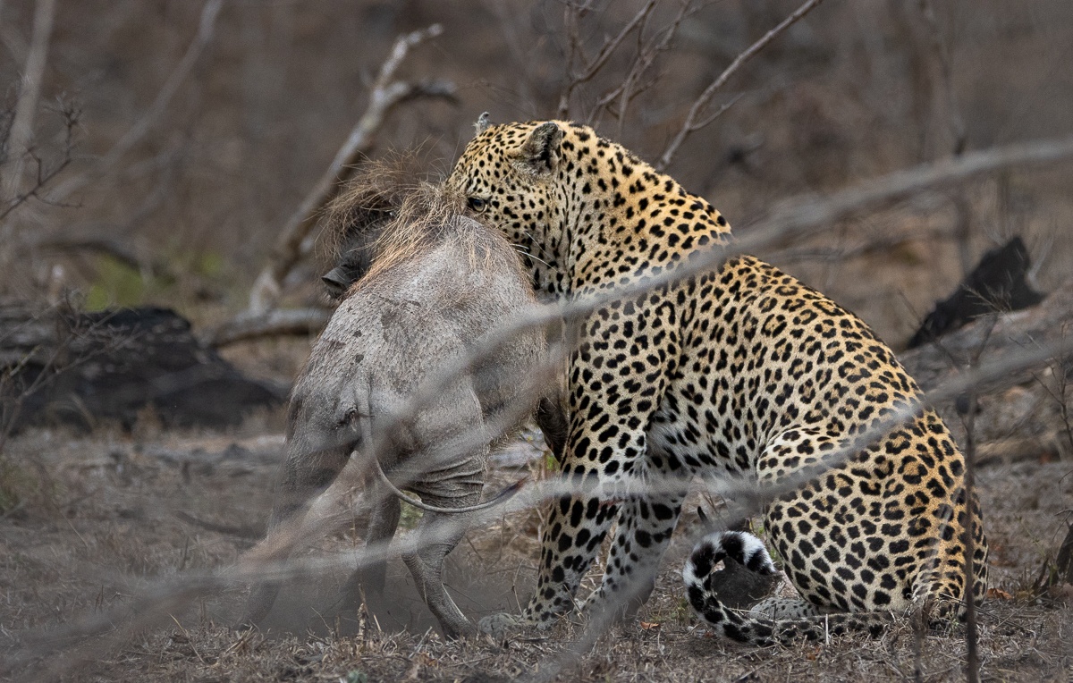 Sabi Sabi Ronald Mutero Mawela Wela Waiting Out Warthog Fight Sabi Sabi Ronald Mutero Mawela Wela Waiting Out Warthog Fight