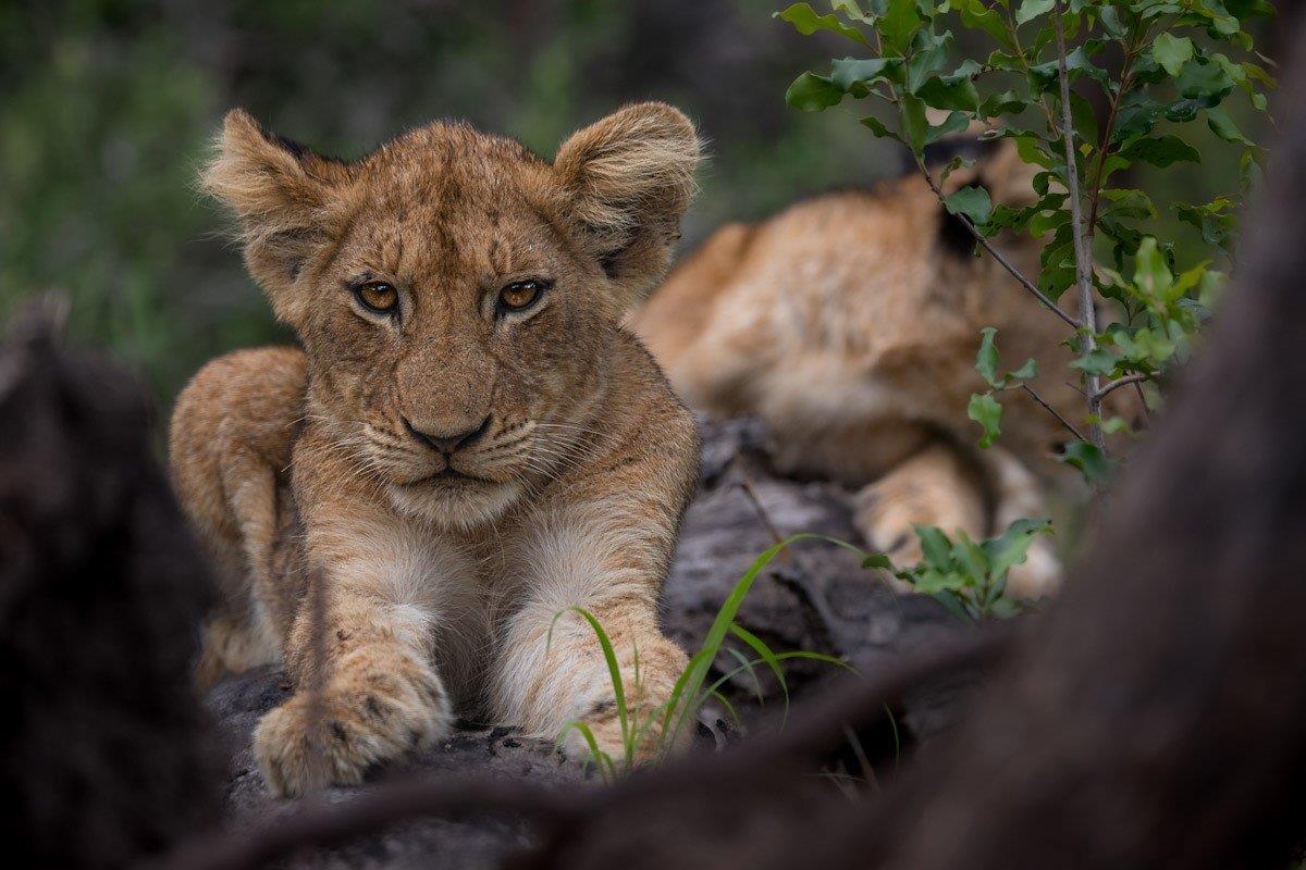 Sabi Sabi Franco Hay Msuthlu Cub Sabi Sabi Franco Hay Msuthlu Cub