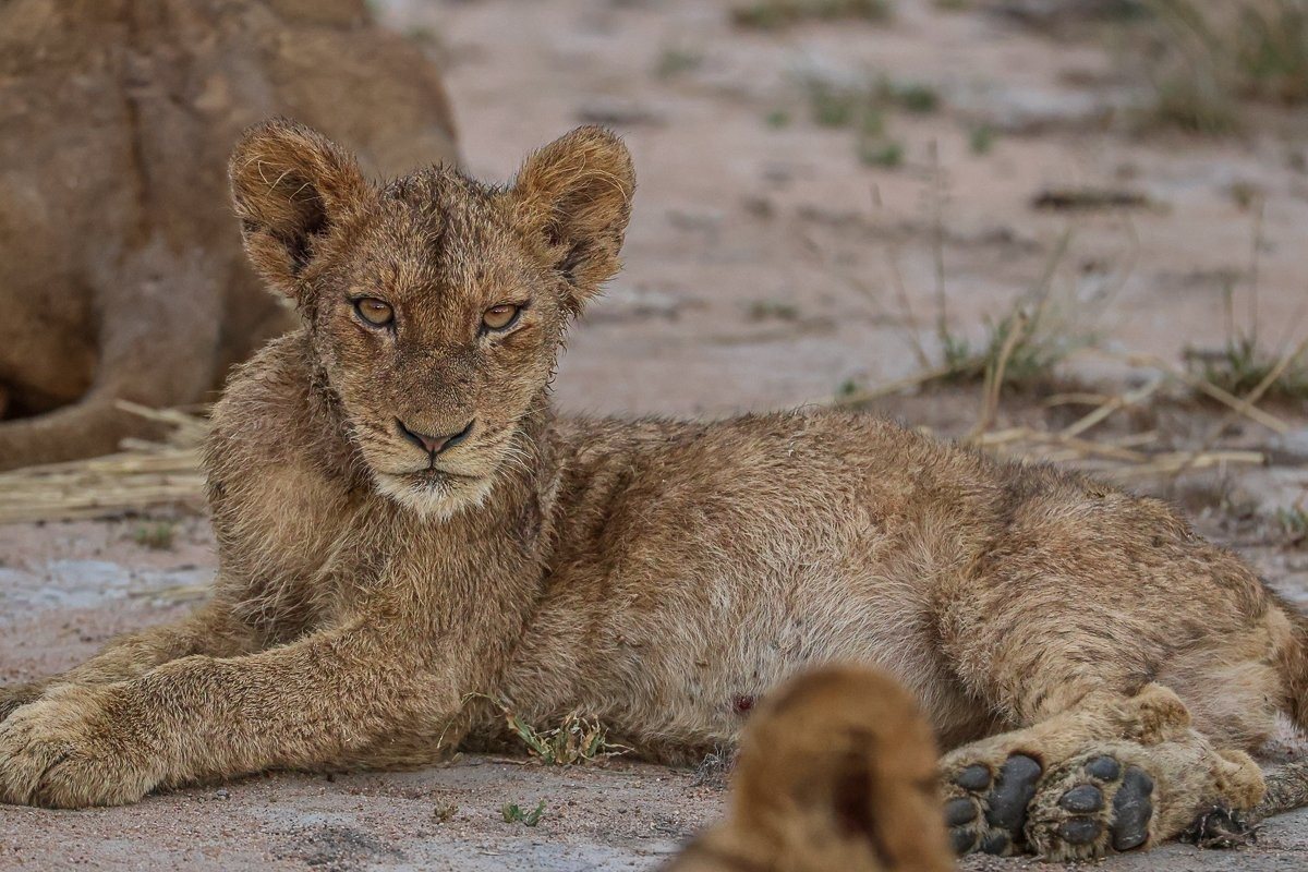 Sabi Sabi Ruan Mey Msuthlu Young Lion Sabi Sabi Ruan Mey Msuthlu Young Lion
