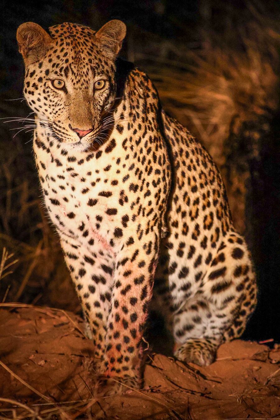 Sabi Sabi Ruan Mey Leopard Male Sabi Sabi Ruan Mey Leopard Male