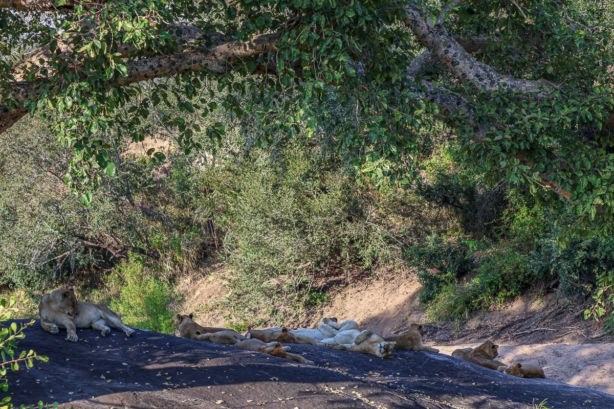 Sabi Sabi Ruan Mey Msuthlu Rocky Outcrop Sabi Sabi Ruan Mey Msuthlu Rocky Outcrop