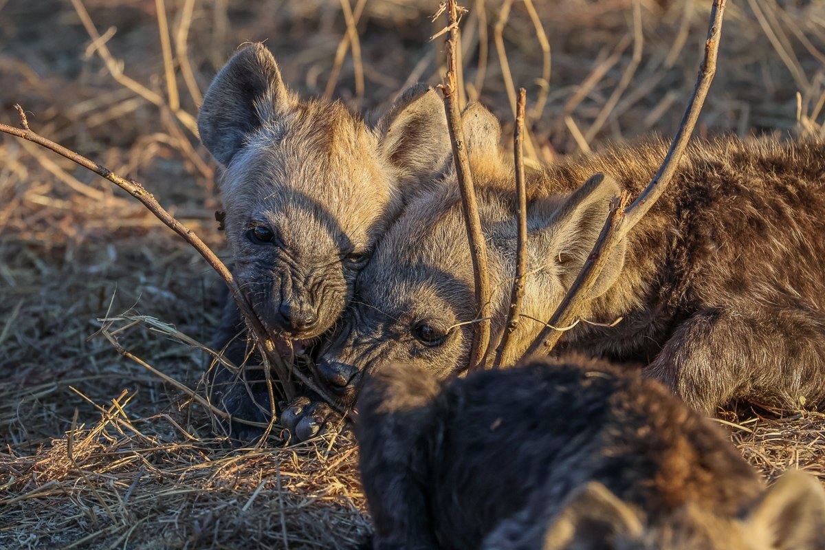 Sabi Sabi Ruan Mey Hyena Sabi Sabi Ruan Mey Hyena